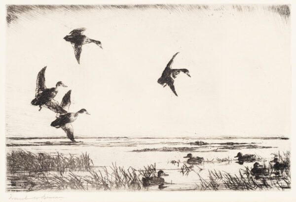 Four waterfowl are flying in to join others on a marsh.