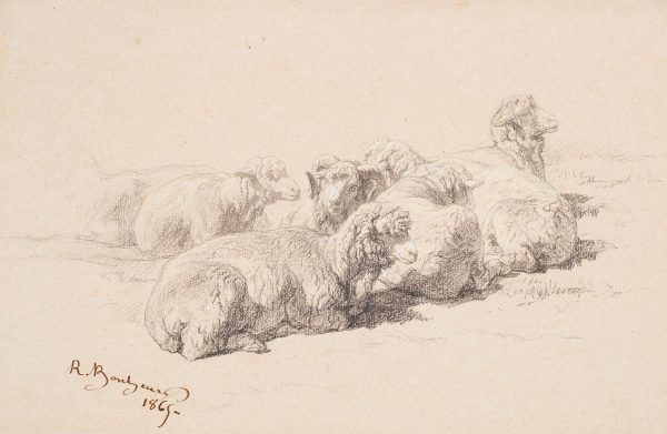 A group of sheep laying down with one holding her head high. The ram at center has curled horns