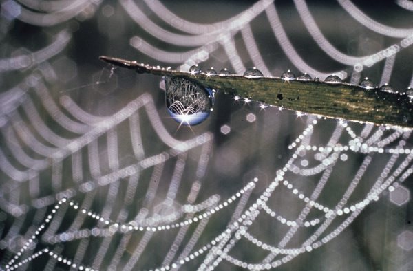 The image is of a spider web covered in dew drops. This photo was among the first prize winners in 1971 Life Magazine photo contest.