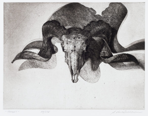 A skull of a ram with long curling horns.