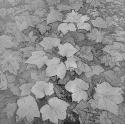 Arrangement of leaves.