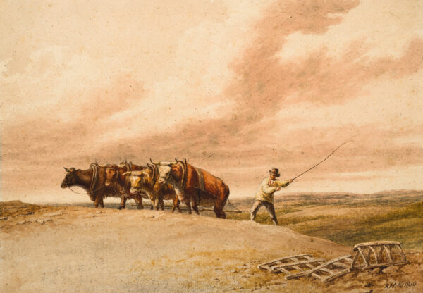 A man drives a team of oxen.