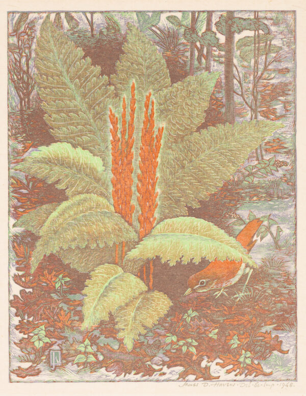 1948 Prairie Print Makers gift print. Ferns in a wood.