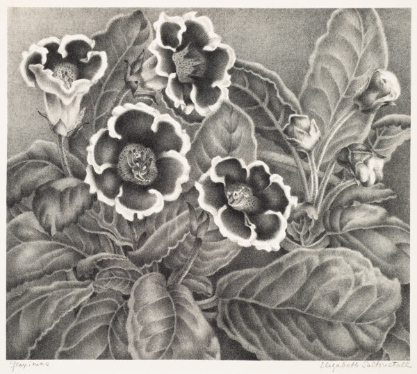 1950 Prairie Print Makers gift print. Close up of a gloxinia flower.