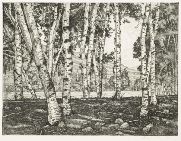1955 Prairie Print Makers gift print. A forest of tree trunks and a mountain in the background.