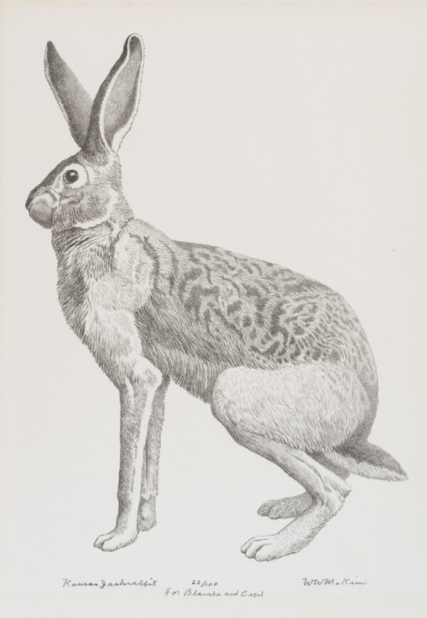 A jackrabbit in profile looking to the left.