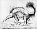 A profile view of an anteater, full length, facing to the left.