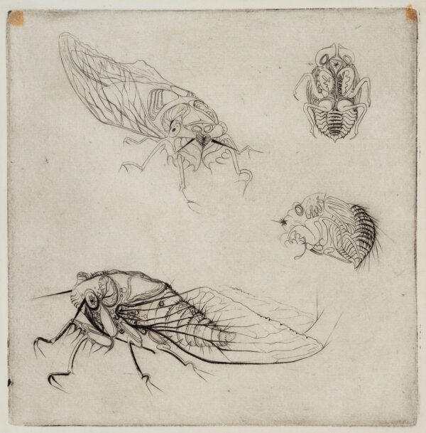 Four realistic views of an insect in different stages of metamorphosis.
