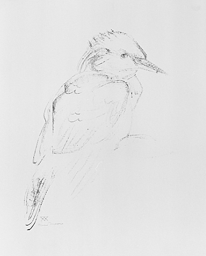 Two views of a bird, one from the front and one from the side with head turned toward its back.