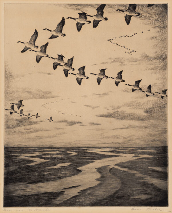 Bird's eye view of geese flying over marshland.