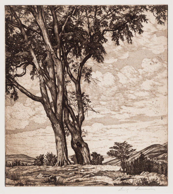 Rendition of two very large elm trees, against cloudy sky with low horizon line, hills beyond.