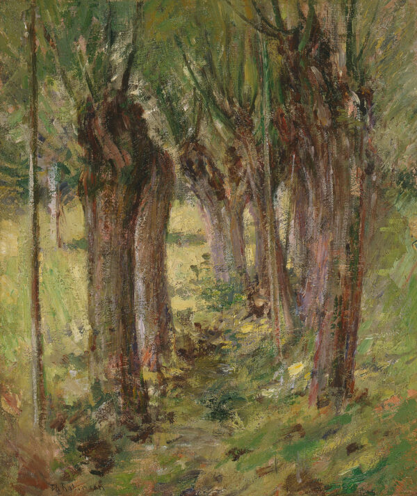 Close-up view of a grove of trees.