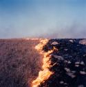 A vertical line of fire with prairie on the left, burnt ground on the right.