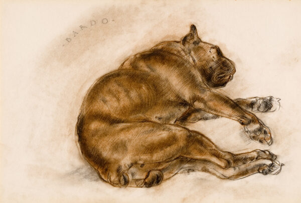 A view of a dog lying on his left side.