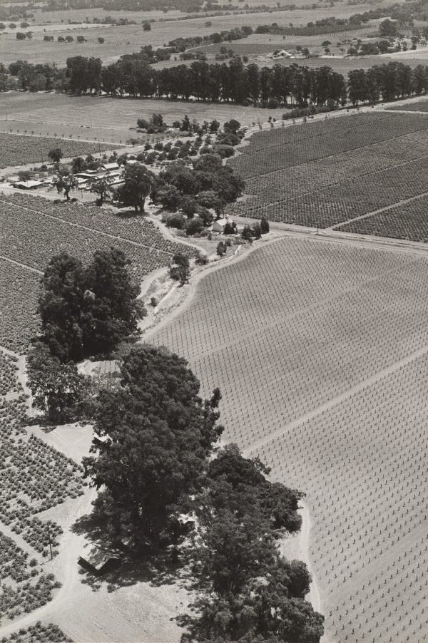 Tall trees follow a road with vineyards on either side.