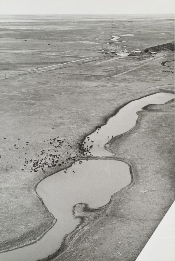 River and dammed pond with cattle. Plane’s wing is visible in the lower right corner.