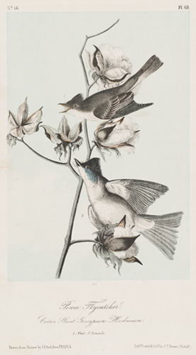 Two birds sit on a cotton plant with three bolls with cotton and two are empty. The birds are grey with white breasts and blue at their throats.