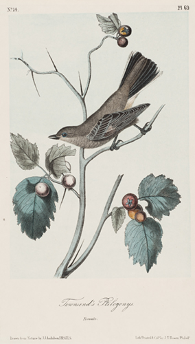 On bird sitting on a branch with several small red fruit and several long thorns. The bird is brown with yellow under the tail feathers