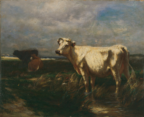 A white cow is featured at center with several cows farther in the background.