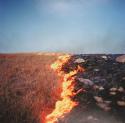 A vertical line of fire with prairie on the left, burnt ground on the right. The photograph was taken about 10 miles southwest of Emporia, KS