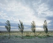 Four young trees on a plain with cloudy sky.