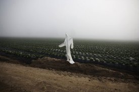 A white hazmat suit on a pole, forms a scarecrow, in a field of young plants in rows, on plastic. There is a dirt road in the foreground.