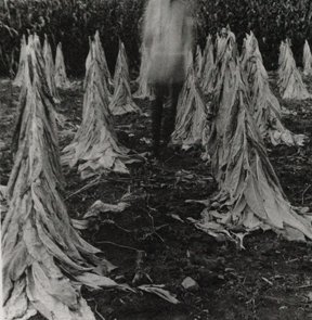 Full-grown tobacco is cut and place in stocks - upright groups. At the center is a figure that is blurred.