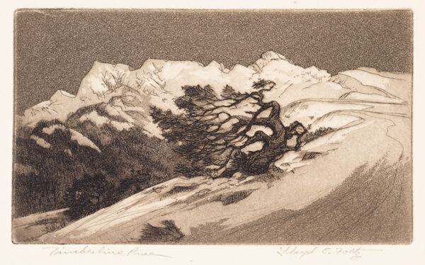 Mountain top with snow and winter tree