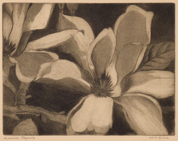 Close up of an open magnolia, off center to the right and the petals of another magnolia the left