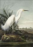 From a double-elephant folio edition. The Snowy Egret was painted in Charleston, probably on March 25, 1832. Lehman painted the rice plantation background. Note the hunter in the right corner.