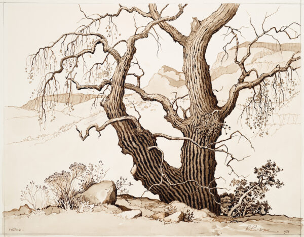 One large cottonwood tree is a center. The trunk is divided into two, with smaller branches, but only a few leaves are shown. Behind the tree is a hill ending with a flat stone facade. The foreground at left has rocks.