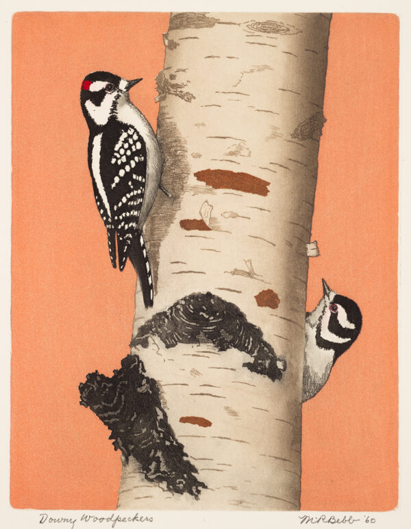 The small Downy Woodpecker, Picoides pubescens, is a common sight at backyard suet feeders. Impressions of this print exist with different colored background, including light blue, tan (and pink.)