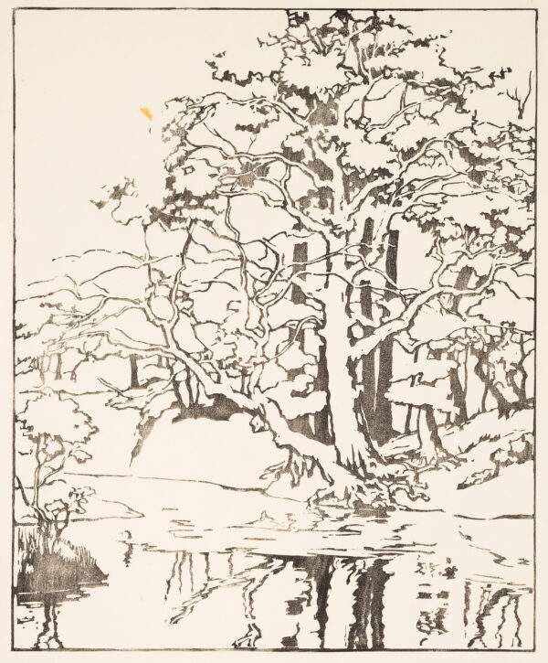 An old sycamore tree stands on the far side of a body of water. It is reflected in the water.