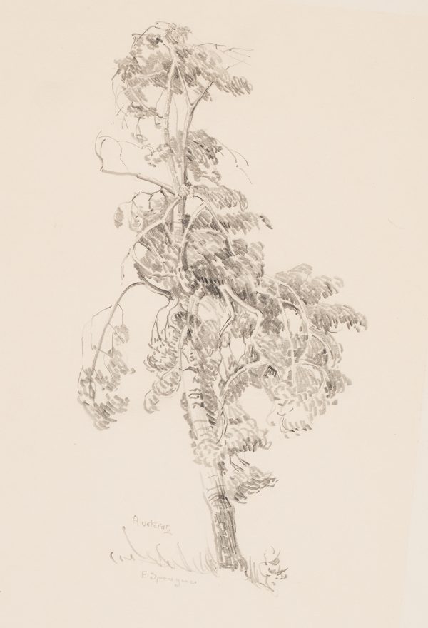 A tree stands at an angle with drooped down foliage.