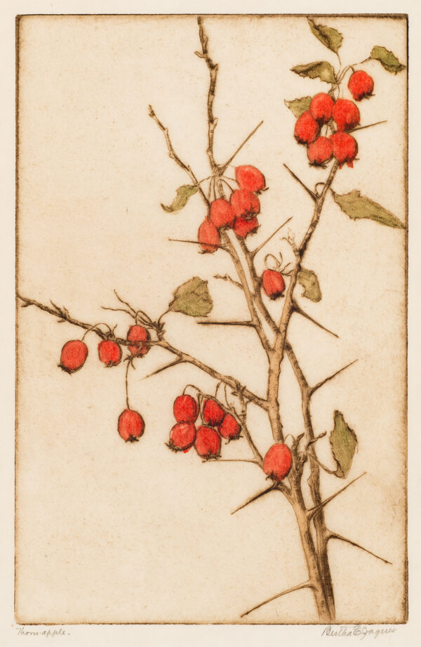 A branch with thorns and red berries.
