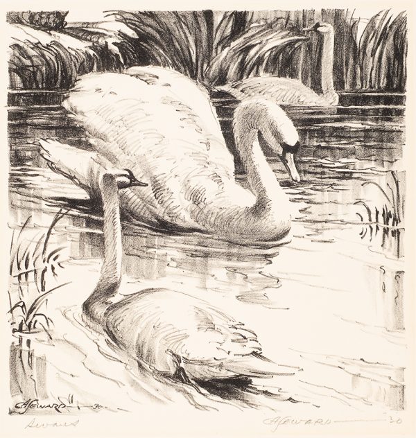 Three swans swim in a pond.