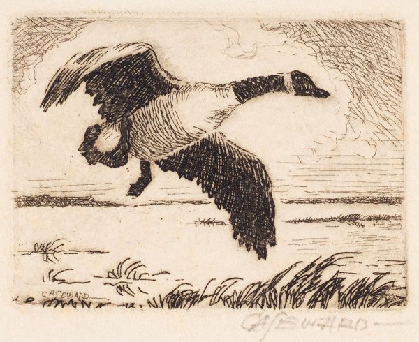 A goose flies alone above a grassy area.