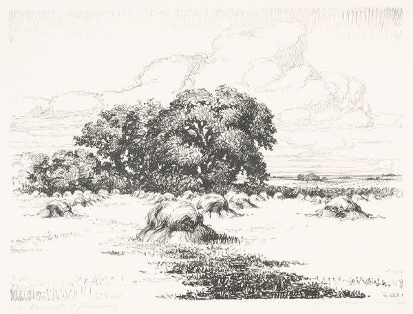A harvested hay field with rows of hay bales scattered throughout; a large cottonwood tree stands at the edge of the field.