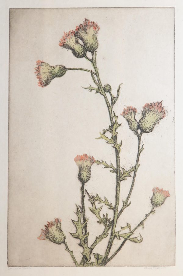 A thistle in bloom, is green with rose tips. The leaves have sharp points.
