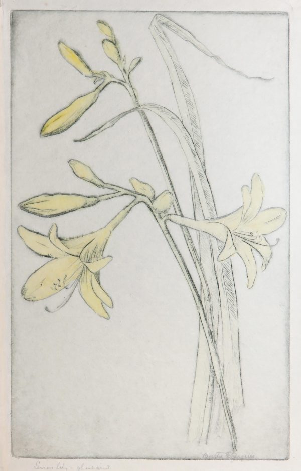 A yellow lily of buds, two open flowers, and two leaves.