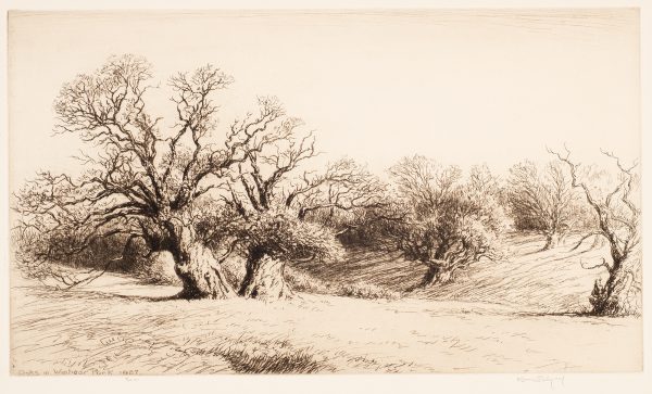 Two large oak trees are on the left - their branches reach away from each other. Other trees are on the right.