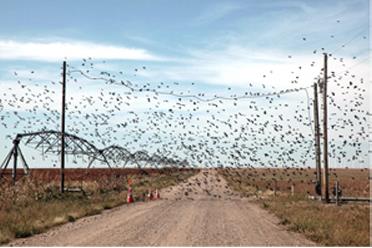 Birds flock together over a road and pivot irrigation system on the left.