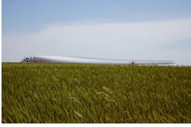 A wind turbine is set behind a field of green wheat.