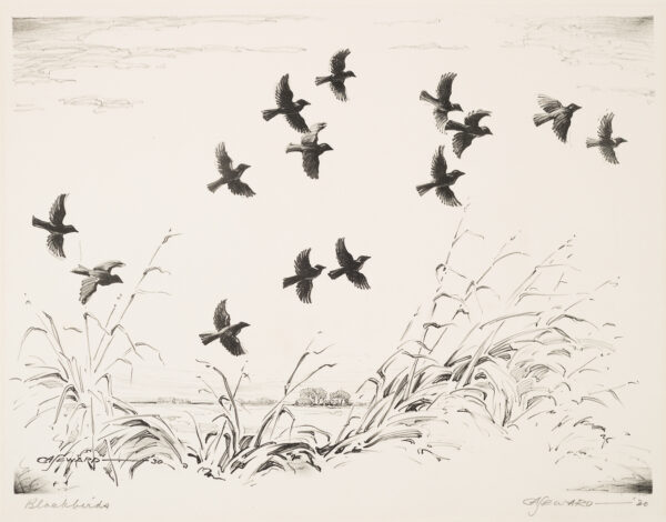 A flock of black birds in flight.