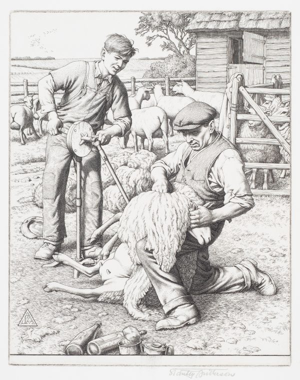 A man shears a sheep, while a boy stands above rotating a mechanical gear. Behind are more sheep, who have been shorn and some behind the gate waiting.