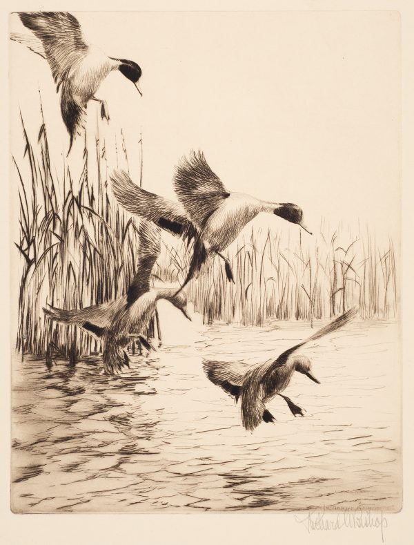 Four ducks are flying in to land on a body of water. There are rushes in the background