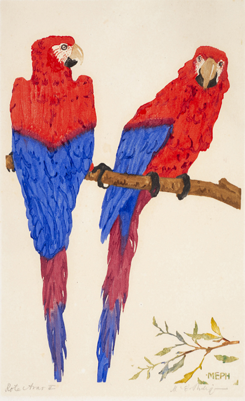 Two scarlet macaws (in red and blue feathers) sit on a branch, one facing the viewer; the other has back to the viewer, but his head turned to the right. At the lower right is a small branch.