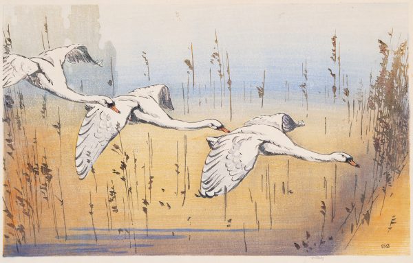 Three swans fly in a line over the top of vegitation.