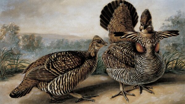 Two ruffed grouse in the foreground with a landscape in the background.