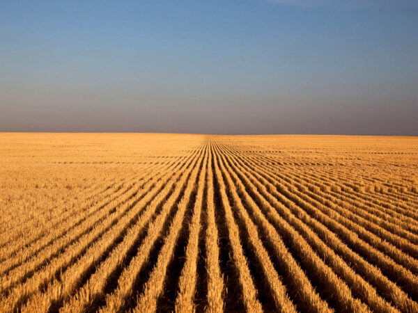 Photograph of golden wheat stubble into the background of a blue sky